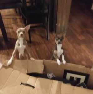 Meet your Posher, James